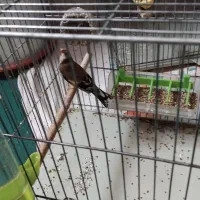 سهره ماده ،کار داده ۴ تخم