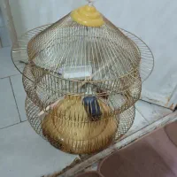 قفس مرغ عشق،فنج،عروس هلندی