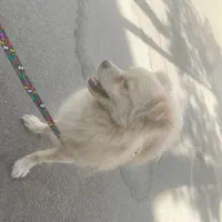 پامرانین عروسکی