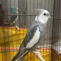 طوطی وایت فیس