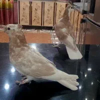 ساده زرد و موشی بور ....زیبا و درجه‌ یک