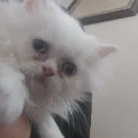 بچه گربه پرشین اصیل سفید چشم آبی