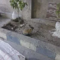 فروش خرگوش