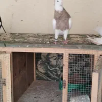 آجری نر|پرنده|بم, |دیوار