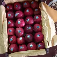 فروش سیب درختی تازه و با کیفیت