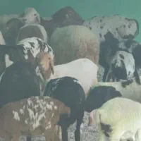 دامپروری و پرواربندی مرکزی قشم