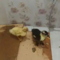 اردک|حیوانات مزرعه|کرج, شهرک بهارستان|دیوار