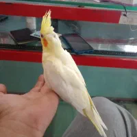 جوجه عروس هلندی