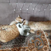 واگذاری گربه|گربه|ساوه, |دیوار