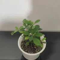 گل طبیعی|گل و گیاه طبیعی|کرمانشاه, |دیوار