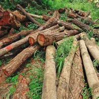 خرید چوب و چوب بری.قطع درختان.هرس باغ
