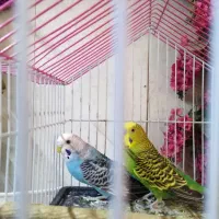 یک جفت مرغ عشق معاوضه با قناری