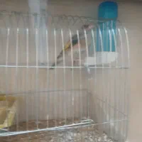 خوشرنگ نر تمیز و خیلی دُرُشت|پرنده|قزوین, |دیوار