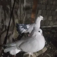 کبوتر تزیینی کاکل و پرشی|پرنده|کلاچای, |دیوار