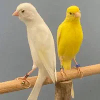 جوجه سهره اهوازی قناری