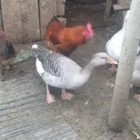 فروش غاز محلی|حیوانات مزرعه|رحیمآباد, |دیوار