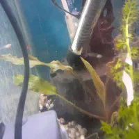 گیاه آکواریومی|ماهی|گرگان, |دیوار