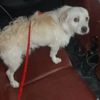 سگ با هوش و تربیت شده‌