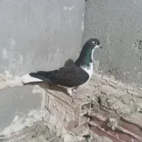 کبوتر  امروز به دام افتاده