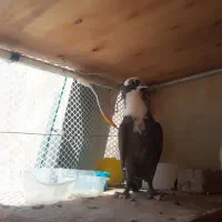 اسباب