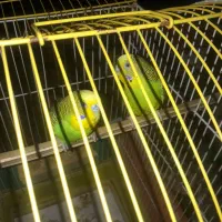 یک جفت مرغ عشق سبز بالغ