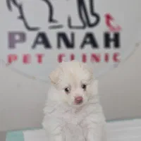 منشی کلینیک دامپزشکی