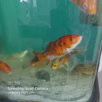 ماهی کوی ، ماهی عید ، ماهی تزئینی