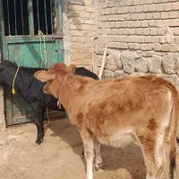 2عددگوساله