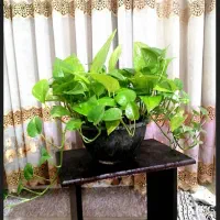 گل وگیاه طبیعی باقیمت مناسب|گل و گیاه طبیعی|برازجان, |دیوار