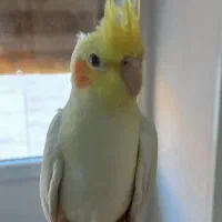 جوجه عروس هلندی