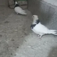 طوقی|پرنده|قم, ولیعصر|دیوار