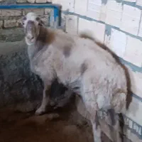میش جوان