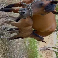 اسب مادیان و کره
