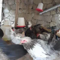 خروس محلی و گلین|حیوانات مزرعه|کن, |دیوار