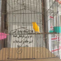 فروش قناری نر مست|پرنده|داراب, |دیوار