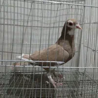 زرد پلنگ ماد|پرنده|رفسنجان, |دیوار