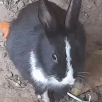 خرگوش سیاه رنگ