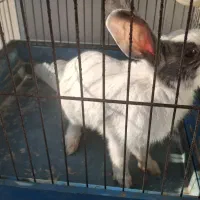 خرگوش خانگی بازیگوش