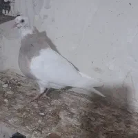 طوقی کرمانشاهی|پرنده|چرام, |دیوار