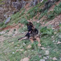 ژرمن شپرد نر شولاین