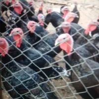 فروش بوقلمون