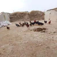 حیوانات.مزرعه