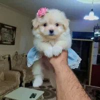 فروش سگ شیتزو فلت|سگ|تهران, شهرک غرب|دیوار