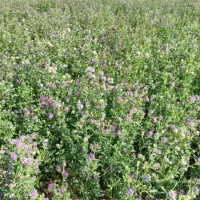 فروش علف یونجه ساقه‌نازک بسته‌بندی بزرگ دستی پرگل