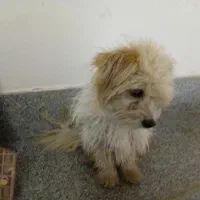 سگ پاکوتاه