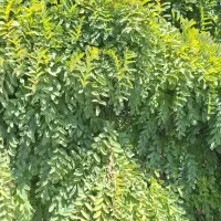 فروش باغشهر صدرا بوستان اهلبیت|فروش زمین و ملک کلنگی|شیراز, باغشهر اهل بیت|دیوار