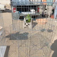 جفت کن  کبوتری ۶۰ در ۵۰ قیمت عمده ۲۵۰ مقطوع