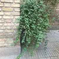 تعدادی گل حیاط و راه پله همه ۷۰۰ تومان