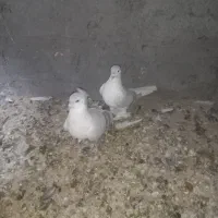 کبوتر عتیقه ساده آبی|پرنده|نصر آباد, |دیوار