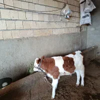 گوساله نر درجه یک|حیوانات مزرعه|گلپایگان, |دیوار